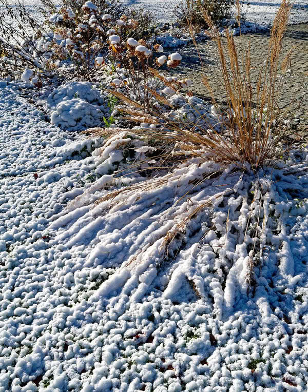 "Der kleine König" im Garten Eden der Greither-Lindner-Stiftung