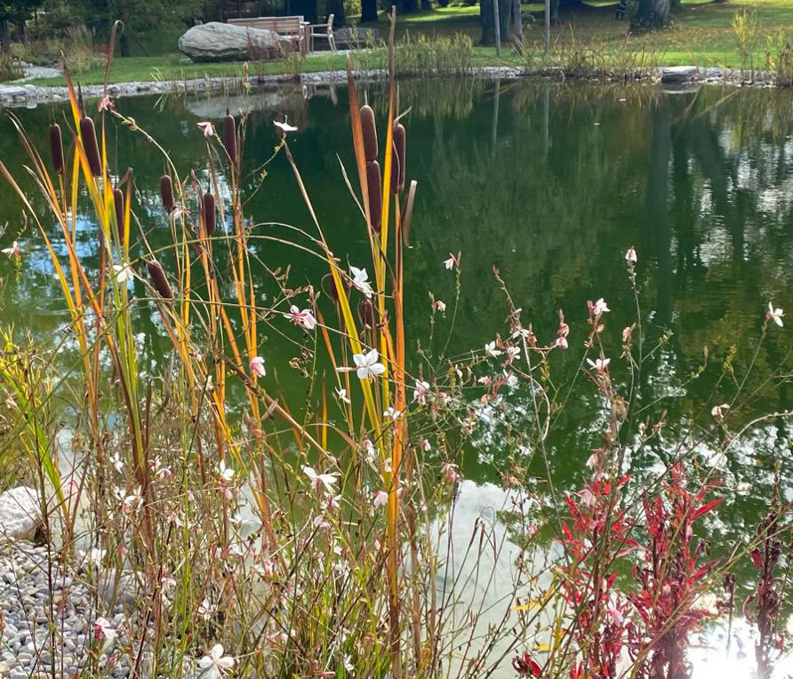 "Der kleine K&ouml;nig" im Garten Eden der Greither-Lindner-Stiftung