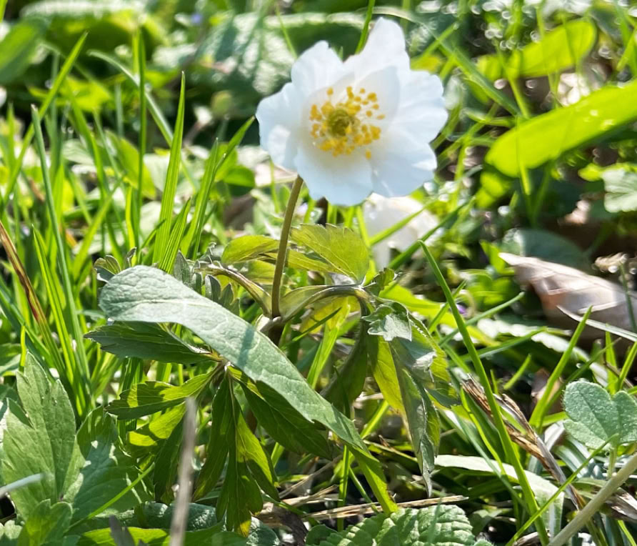 "Der kleine K&ouml;nig" im Garten Eden der Greither-Lindner-Stiftung