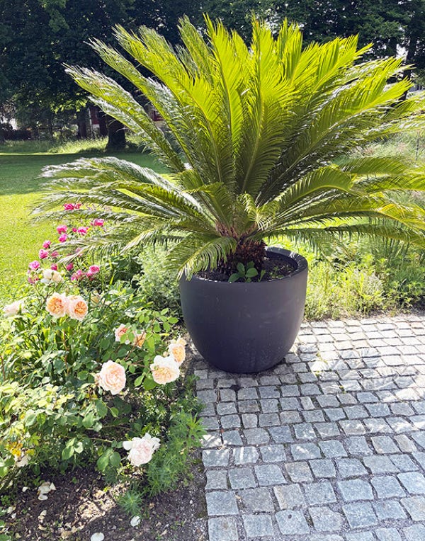 "Der kleine König" im Garten Eden der Greither-Lindner-Stiftung